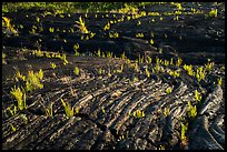 Rippled lava and young ferns, Kalapana. Big Island, Hawaii, USA ( color)