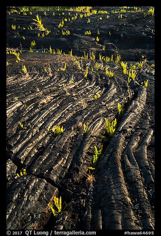 Lava folds and ferns, Kalapana. Big Island, Hawaii, USA (color)