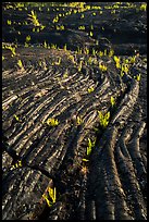 Lava folds and ferns, Kalapana. Big Island, Hawaii, USA ( color)