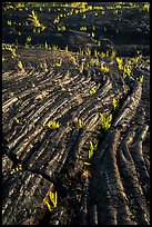 Lava folds and ferns, Kalapana. Big Island, Hawaii, USA ( color)