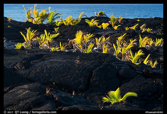 Palm tree sapplings, Kaimu Beach. Big Island, Hawaii, USA (color)