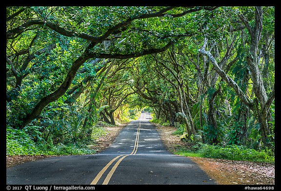 Tree Tunnel, Puna. Big Island, Hawaii, USA (color)