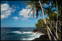 Palm trees and volcanic coastline, Puna. Big Island, Hawaii, USA ( color)