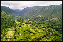 Aerial view of farmlands, Waipio Valley. Big Island, Hawaii, USA ( color)