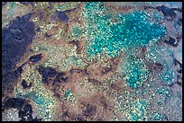 Aerial view of tidepools with coral, Kapoho. Big Island, Hawaii, USA ( color)