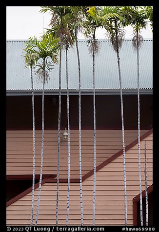 Thin palm trees and building. Lahaina, Maui, Hawaii, USA (color)