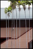 Thin palm trees and building. Lahaina, Maui, Hawaii, USA ( color)
