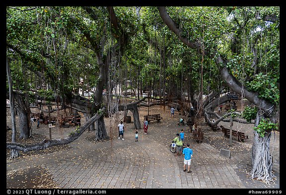 Oldest living tree on Maui at Lahaina Banyan Court. Lahaina, Maui, Hawaii, USA (color)