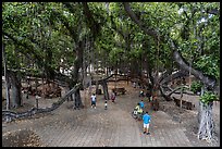 Oldest living tree on Maui at Lahaina Banyan Court. Lahaina, Maui, Hawaii, USA ( color)