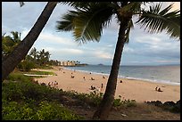 Palm trees and beach in late afternoon, Kihei. Maui, Hawaii, USA ( color)
