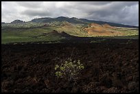 Lava fields, Ahihi-Kinau Natural Area Reserve with Haleakala in background. Maui, Hawaii, USA ( color)