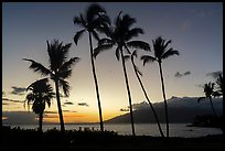 Palm trees at sunset, Kihei. Maui, Hawaii, USA ( color)