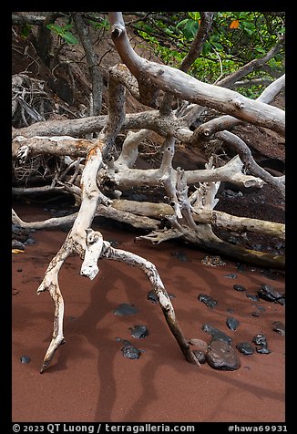Bleached tree and red sand, Red Sand Beach, Hana. Maui, Hawaii, USA (color)