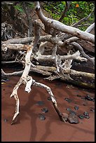 Bleached tree and red sand, Red Sand Beach, Hana. Maui, Hawaii, USA ( color)