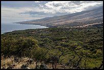 Coast and dry vegetation, Piilani Highway. Maui, Hawaii, USA ( color)