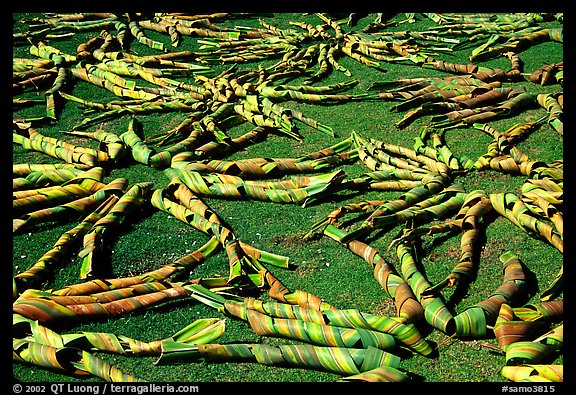 Pandamus leaves being dried, Tau Island. American Samoa (color)