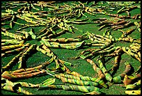 Pandanus leaves being dried. American Samoa