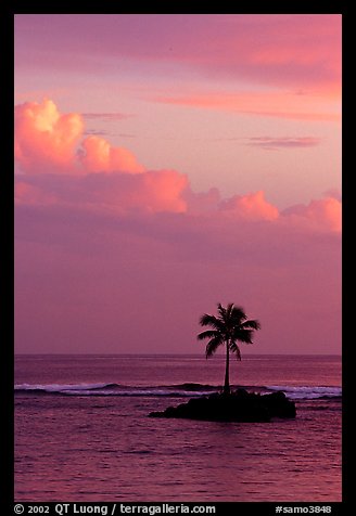 Lone palm tree on a islet in Leone Bay, sunset. Tutuila, American Samoa