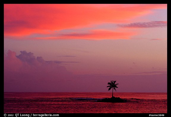 Palm tree on a islet in Leone Bay, sunset. Tutuila, American Samoa