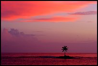 Palm tree on a islet in Leone Bay, sunset. Tutuila, American Samoa