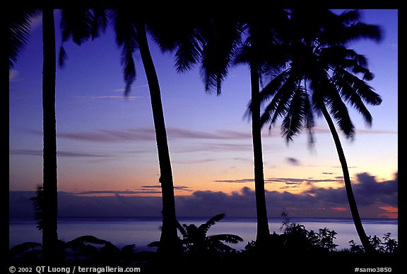 Palm trees at sunset, Leone Bay. Tutuila, American Samoa (color)