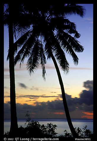 Cocunet trees at sunset, Leone Bay. Tutuila, American Samoa (color)