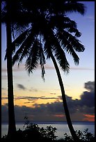 Cocunet trees at sunset, Leone Bay. Tutuila, American Samoa (color)