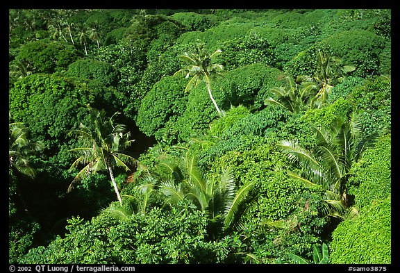 Tropical vegetation. Aunuu Island, American Samoa