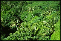 Tropical vegetation. Aunuu Island, American Samoa (color)