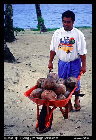 Villager carying coconuts in a wheelbarel. Tutuila, American Samoa