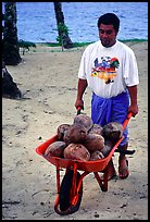 Villager carying coconuts in a wheelbarel. Tutuila, American Samoa (color)