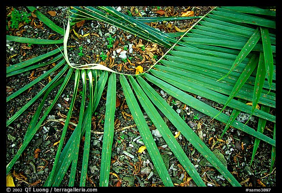 Basket being weaved from a single palm leaf. Tutuila, American Samoa (color)