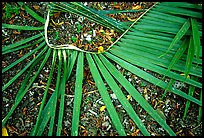 Basket being weaved from a single palm leaf. Tutuila, American Samoa ( color)