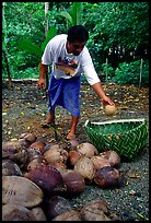 Villager throwing a pealed coconut into a basket made out of a single palm leaf. Tutuila, American Samoa