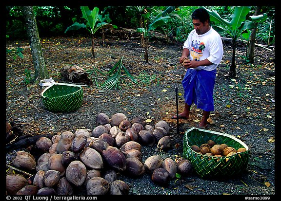 Villager collecting coconuts into a basket made out of a single palm leaf. Tutuila, American Samoa