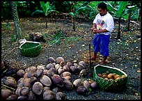 Villager collecting coconuts into a basket made out of a single palm leaf. Tutuila, American Samoa