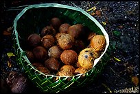 Coconuts contained in a basket made out of a single palm leaf. Tutuila, American Samoa ( color)