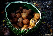 Coconuts contained in a basket made out of a single palm leaf. Tutuila, American Samoa (color)