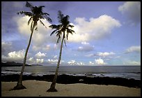 Palm trees at Coconut Point. Tutuila, American Samoa