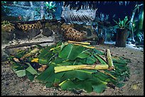 Stone-fired Umu earth oven, Tisa Barefoot Bar. Tutuila, American Samoa ( color)