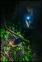 Man catching coconut crab at night, Ofu Island. American Samoa ( color)
