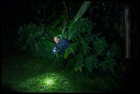Manaia looking for coconut crabs at night, Ofu Island. American Samoa ( color)