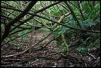 Branches across Tumu Mountain Trail, Ofu Island. American Samoa ( color)