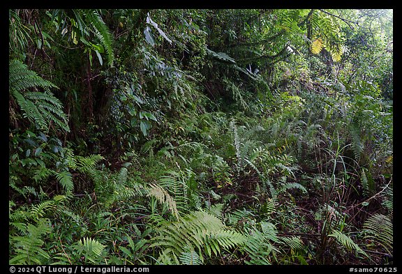 Jungle vegetation along Tumu Mountain Trail, Ofu Island. American Samoa (color)