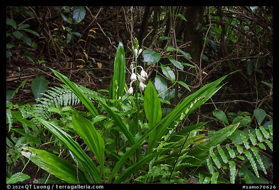 Flowers in rainforest, Tumu Mountain Trail, Ofu Island. American Samoa (color)