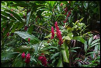 Red ginger, Tumu Mountain Trail, Ofu Island. American Samoa ( color)