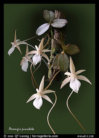 Aerangis punctata. A species orchid