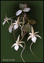 Aerangis punctata. A species orchid