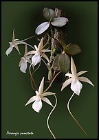 Aerangis punctata. A species orchid (color)