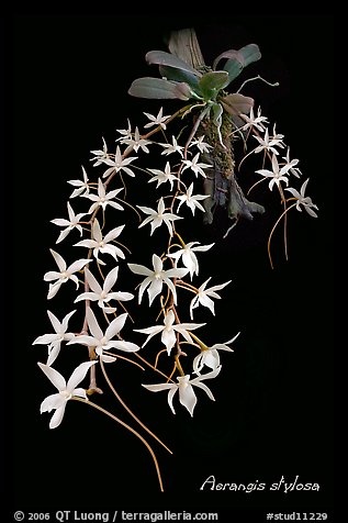 Aerangis stylosa. A species orchid (color)